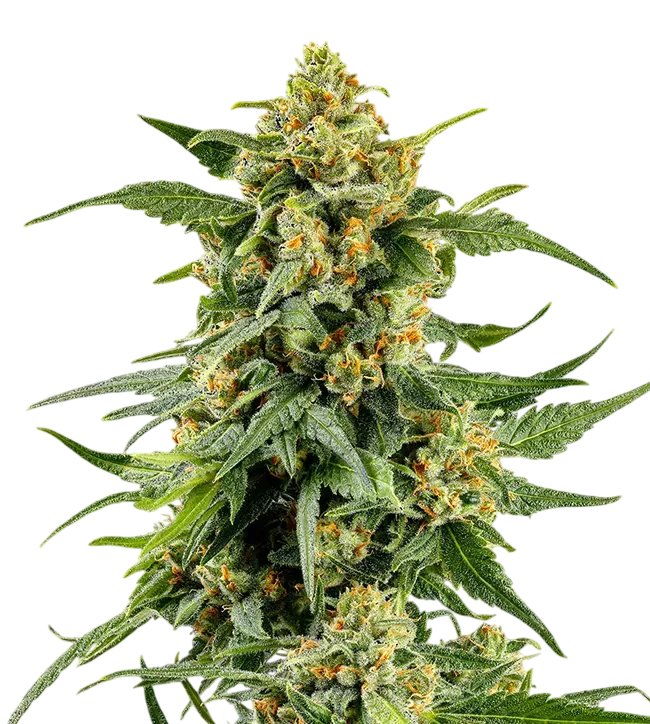 Skunk #1 | PHOTOFEM | Barneys Farm - Freigestellt 2026-08-13