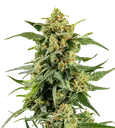 Skunk #1 | PHOTOFEM | Barneys Farm - Freigestellt 2026-08-13