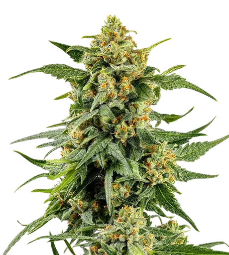 Skunk #1 | PHOTOFEM | Barneys Farm - Freigestellt 2026-08-13