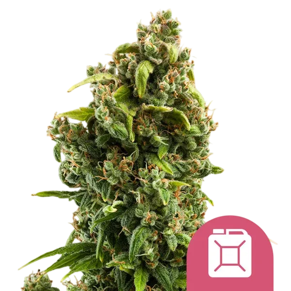 Sour Diesel | PHOTOFEM | Royal Queen Seeds - Freigestellt 2026-08-13