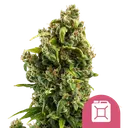 Sour Diesel | PHOTOFEM | Royal Queen Seeds - Freigestellt 2026-08-13
