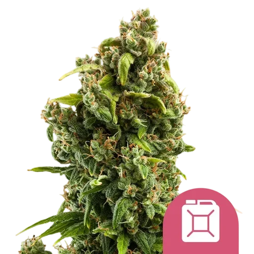 Sour Diesel | PHOTOFEM | Royal Queen Seeds - Freigestellt 2026-08-13