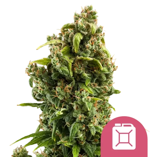 Sour Diesel | PHOTOFEM | Royal Queen Seeds - Freigestellt 2026-08-13