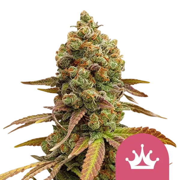 Special Queen #1 | PHOTOFEM | Royal Queen Seeds - Freigestellt 2026-08-13