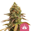 Special Queen #1 | PHOTOFEM | Royal Queen Seeds - Freigestellt 2026-08-13