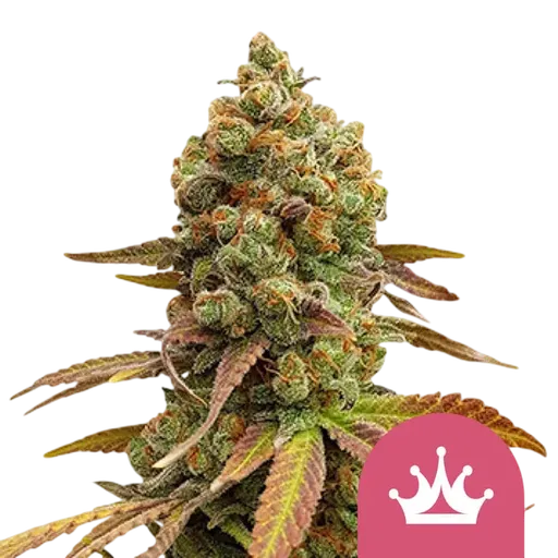 Special Queen #1 | PHOTOFEM | Royal Queen Seeds - Freigestellt 2026-08-13