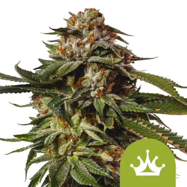 Special Queen #1 Auto | AUTOFEM | Royal Queen Seeds - Freigestellt 2026-08-13