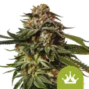 Special Queen #1 Auto | AUTOFEM | Royal Queen Seeds - Freigestellt 2026-08-13
