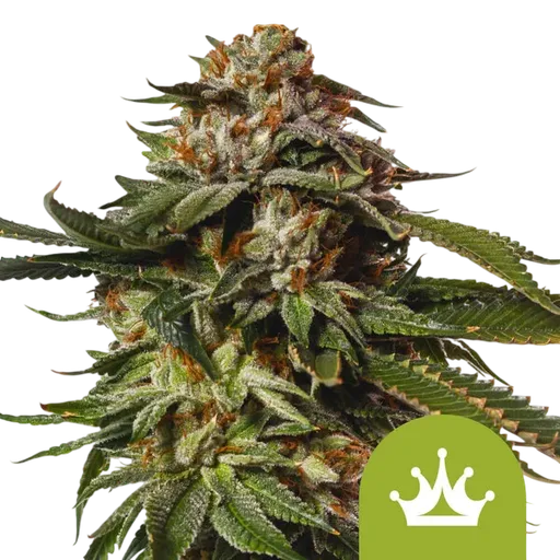 Special Queen #1 Auto | AUTOFEM | Royal Queen Seeds - Freigestellt 2026-08-13
