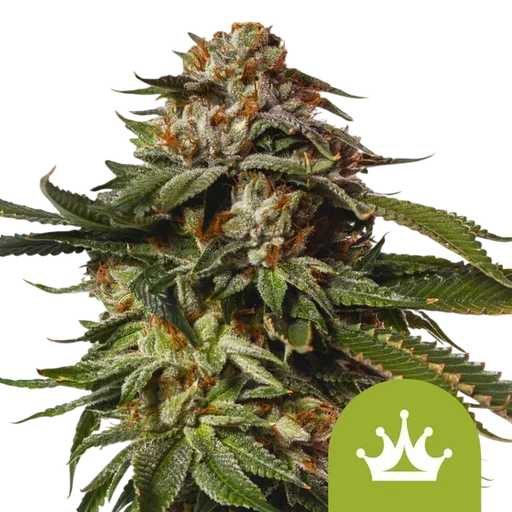 Special Queen #1 Auto | AUTOFEM | Royal Queen Seeds - Freigestellt 2026-08-13