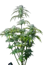 Strawberry Banana Auto | AUTOFEM | Fast Buds - Freigestellt 2026-08-13