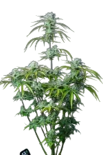 Strawberry Banana Auto | AUTOFEM | Fast Buds - Freigestellt 2026-08-13