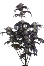 Strawberry Gorilla Auto | AUTOFEM | Fast Buds - Freigestellt 2026-08-13