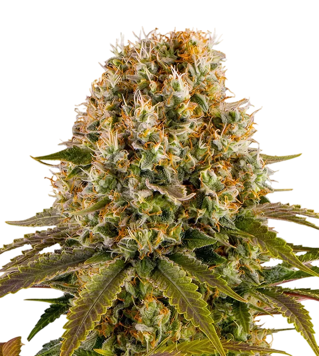 Strawberry Lemonade | PHOTOFEM | Barneys Farm - Freigestellt 2026-08-13