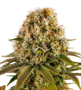Strawberry Lemonade | PHOTOFEM | Barneys Farm - Freigestellt 2026-08-13