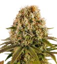 Strawberry Lemonade | PHOTOFEM | Barneys Farm - Freigestellt 2026-08-13