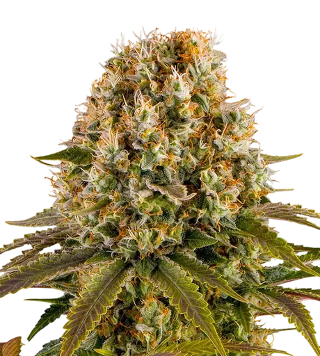 Strawberry Lemonade | PHOTOFEM | Barneys Farm - Freigestellt 2026-08-13