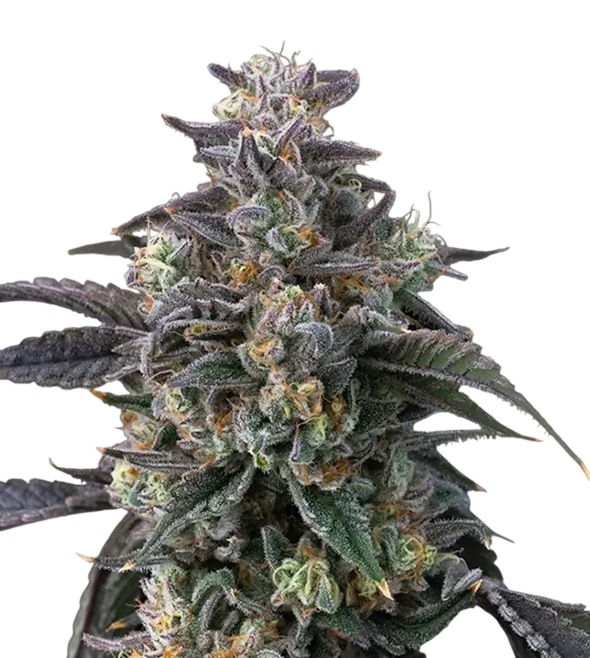 Super Boof | PHOTOFEM | Barneys Farm - Freigestellt 2026-08-13