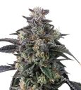 Super Boof | PHOTOFEM | Barneys Farm - Freigestellt 2026-08-13