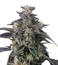 Super Boof | PHOTOFEM | Barneys Farm - Freigestellt 2026-08-13