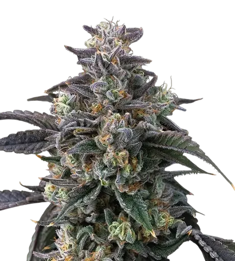 Super Boof | PHOTOFEM | Barneys Farm - Freigestellt 2026-08-13