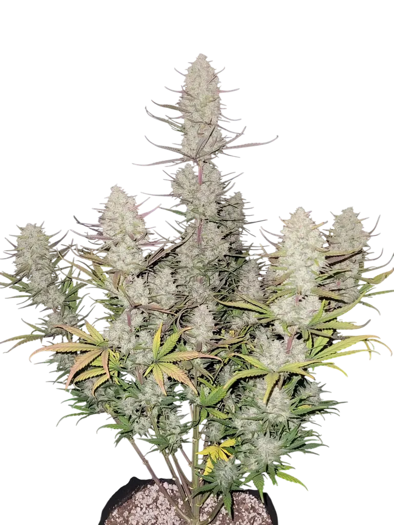 Tropicana Cookies Auto | AUTOFEM | Fast Buds - Freigestellt 2026-08-13