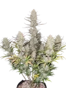 Tropicana Cookies Auto | AUTOFEM | Fast Buds - Freigestellt 2026-08-13