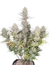 Tropicana Cookies Auto | AUTOFEM | Fast Buds - Freigestellt 2026-08-13