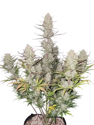 Tropicana Cookies Auto | AUTOFEM | Fast Buds - Freigestellt 2026-08-13