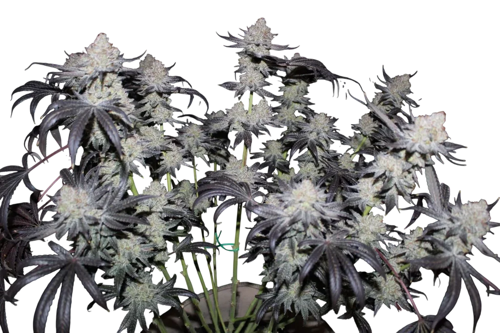 Tropicana Cookies FAST | PHOTOFEM | Fast Buds - Freigestellt 2026-08-13