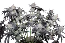 Tropicana Cookies FAST | PHOTOFEM | Fast Buds - Freigestellt 2026-08-13