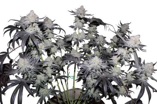 Tropicana Cookies FAST | PHOTOFEM | Fast Buds - Freigestellt 2026-08-13