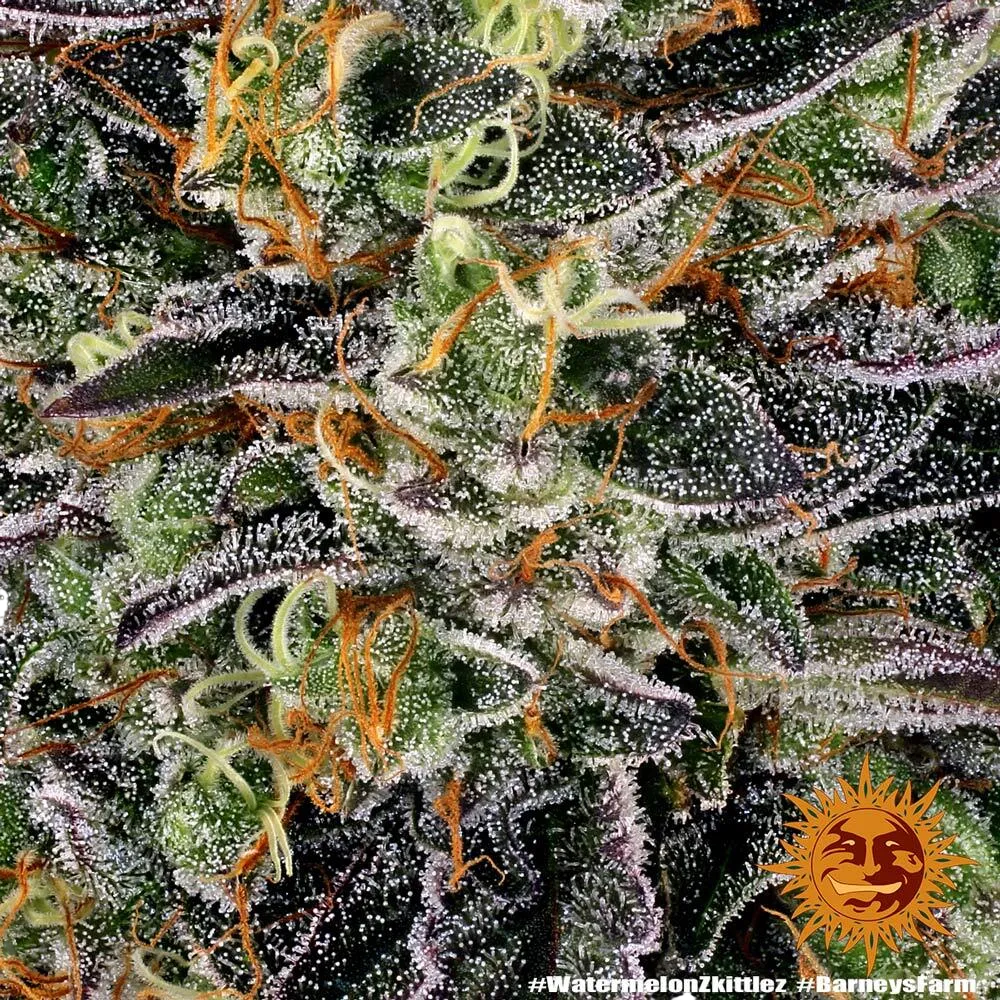Watermelon Zkittlez | PHOTOFEM | Barneys Farm - Freigestellt 2026-08-13