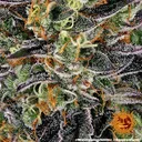 Watermelon Zkittlez | PHOTOFEM | Barneys Farm - Freigestellt 2026-08-13