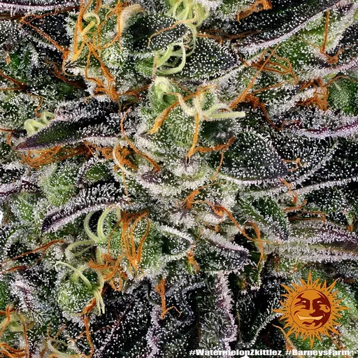 Watermelon Zkittlez | PHOTOFEM | Barneys Farm - Freigestellt 2026-08-13