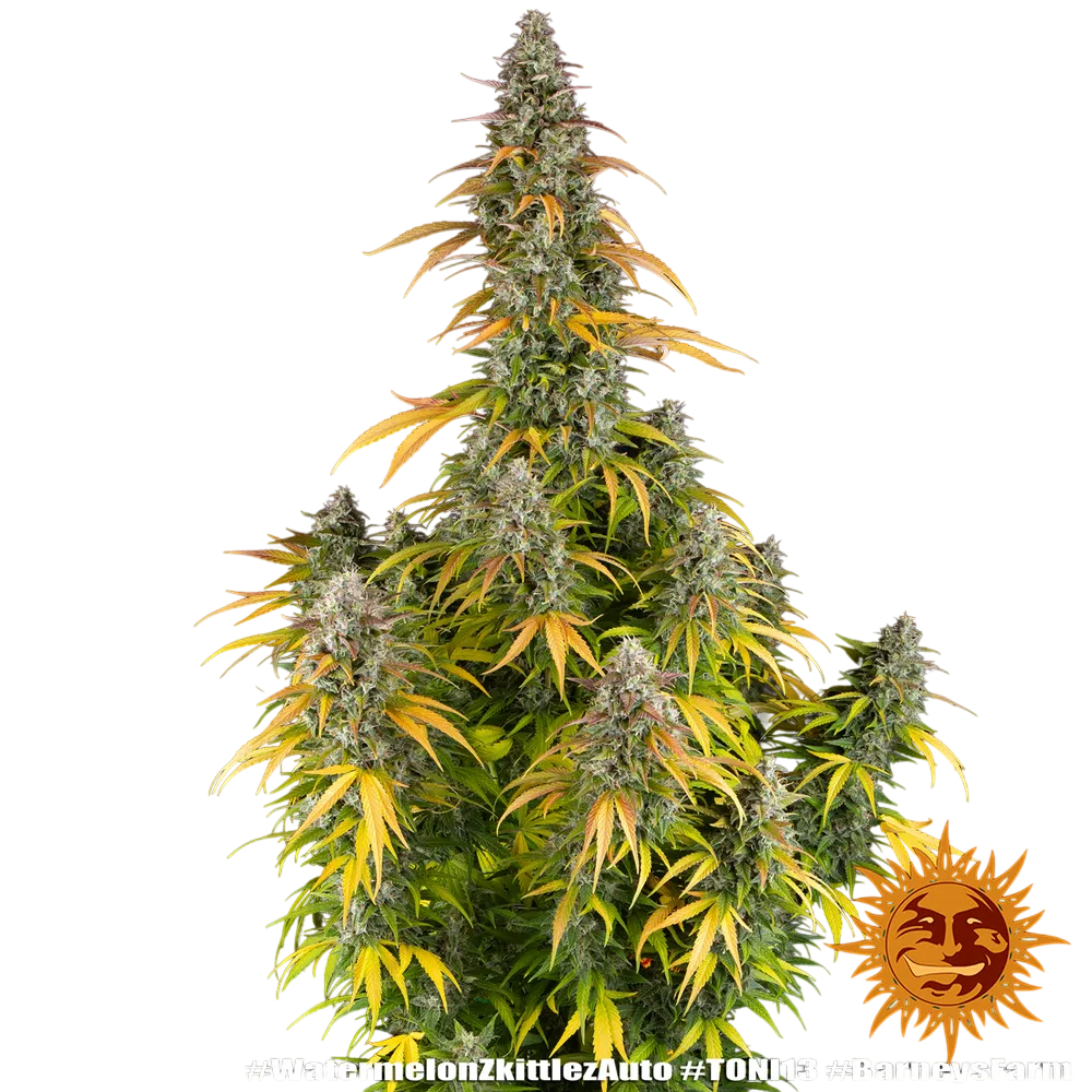 Watermelon Zkittlez Auto | AUTOFEM | Barneys Farm - Freigestellt 2026-08-13