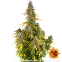 Watermelon Zkittlez Auto | AUTOFEM | Barneys Farm - Freigestellt 2026-08-13