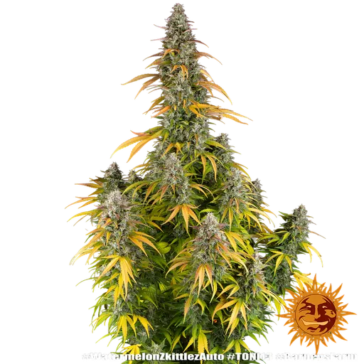 Watermelon Zkittlez Auto | AUTOFEM | Barneys Farm - Freigestellt 2026-08-13