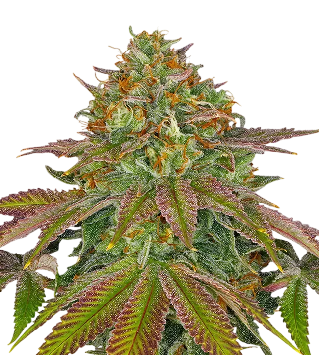 Wedding Cake | PHOTOFEM | Barneys Farm - Freigestellt 2026-08-13