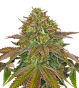 Wedding Cake | PHOTOFEM | Barneys Farm - Freigestellt 2026-08-13