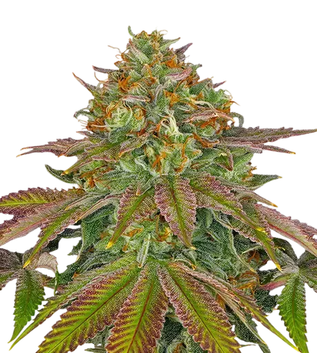 Wedding Cake | PHOTOFEM | Barneys Farm - Freigestellt 2026-08-13