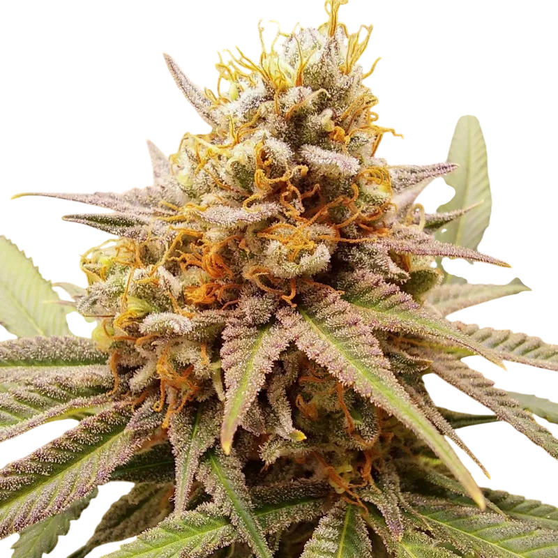 White Widow | PHOTOFEM | Dutch Passion - Freigestellt 2026-08-13