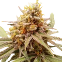 White Widow | PHOTOFEM | Dutch Passion - Freigestellt 2026-08-13