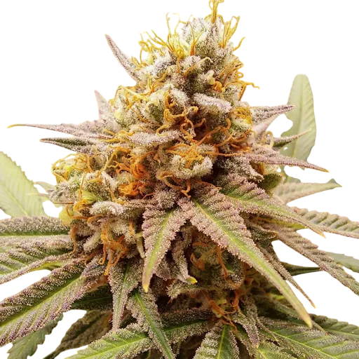 White Widow | PHOTOFEM | Dutch Passion - Freigestellt 2026-08-13