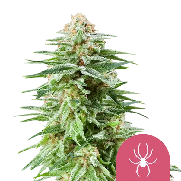 White Widow | PHOTOFEM | Royal Queen Seeds - Freigestellt 2026-08-13