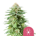 White Widow | PHOTOFEM | Royal Queen Seeds - Freigestellt 2026-08-13