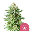 White Widow | PHOTOFEM | Royal Queen Seeds - Freigestellt 2026-08-13
