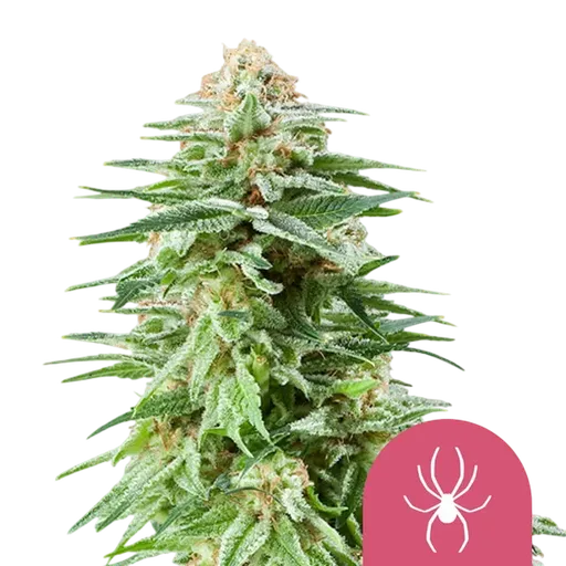 White Widow | PHOTOFEM | Royal Queen Seeds - Freigestellt 2026-08-13