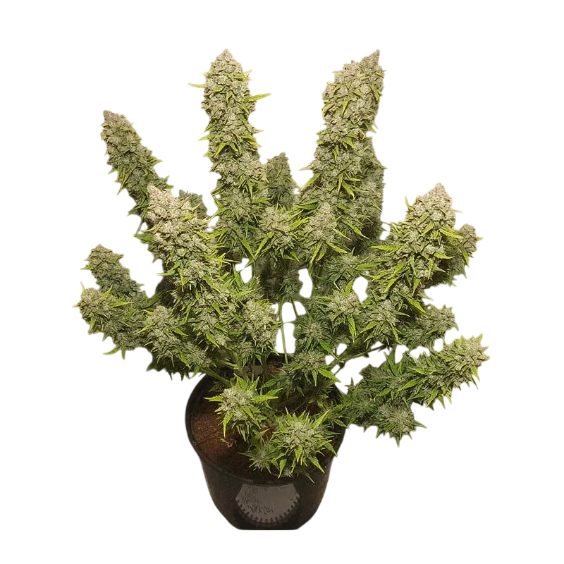 White Widow Auto | AUTOFEM | Dutch Passion - Freigestellt 2026-08-13