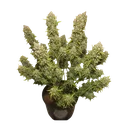 White Widow Auto | AUTOFEM | Dutch Passion - Freigestellt 2026-08-13